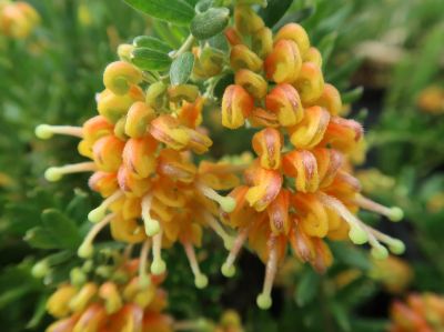 Picture of Grevillea hybrida Gold Touch