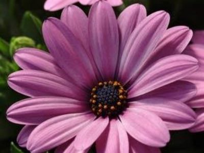 Picture of Osteospermum ecklonis Serenity Pink