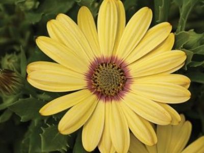 Picture of Osteospermum ecklonis Tradewinds Yellow