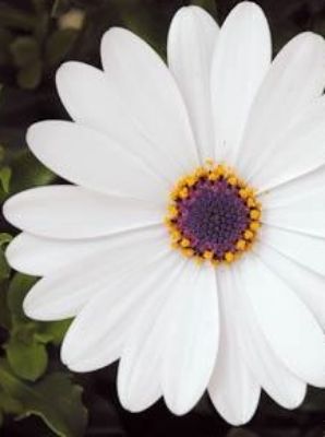 Picture of Osteospermum hybrida White