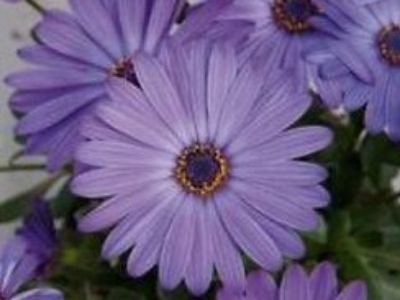 Picture of Osteospermum ecklonis Power Packed Blue