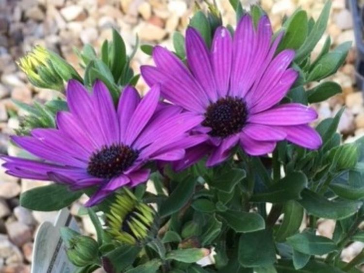 Picture of Osteospermum ecklonis Power Packed Blue