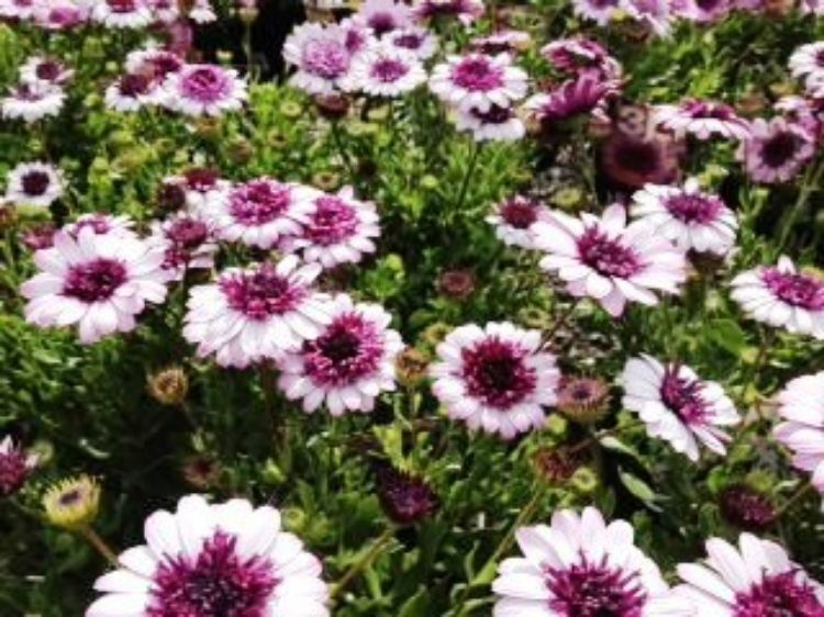 Picture of Osteospermum ecklonis 3D Pink
