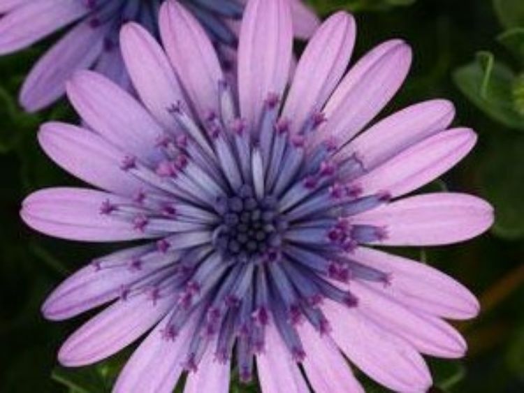Picture of Osteospermum ecklonis 3D Pink