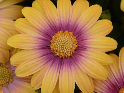 Picture of Osteospermum ecklonis Blushing Beauty