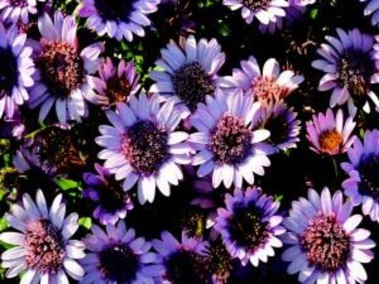 Picture of Osteospermum ecklonis 3D Strawberry