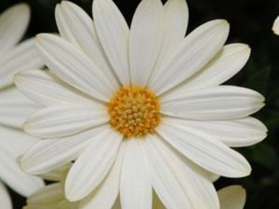 Picture of Osteospermum ecklonis White Lightning