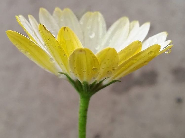 Picture of Osteospermum ecklonis White Lightning