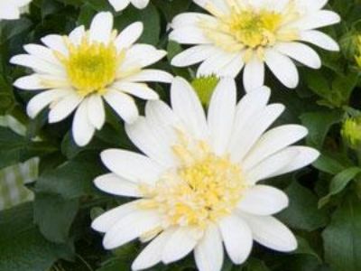 Picture of Osteospermum ecklonis 3D Lemon Ice