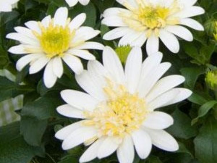 Picture of Osteospermum ecklonis 3D Lemon Ice