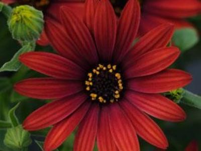 Picture of Osteospermum ecklonis Zion Red
