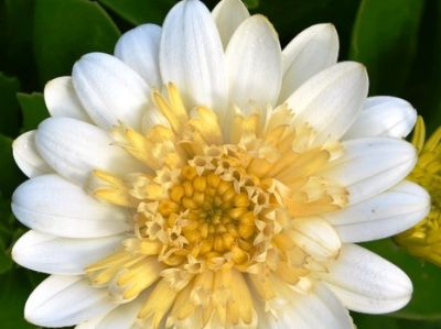 Picture of Osteospermum ecklonis 3D White Lemon