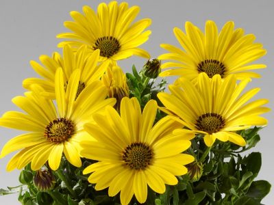 Picture of Osteospermum ecklonis Asti Banana Dreamz