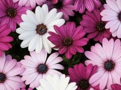 Picture of Osteospermum ecklonis Akila