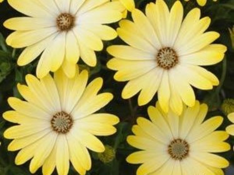 Picture of Osteospermum ecklonis Serenity Lemonade