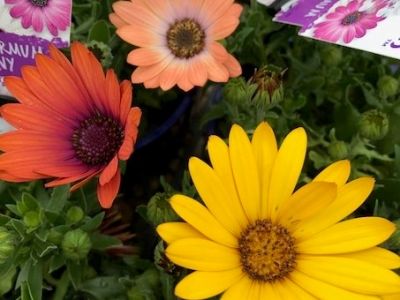 Picture of Osteospermum ecklonis Sunny