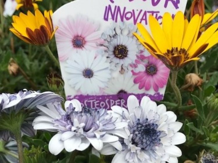 Picture of Osteospermum ecklonis Sunny