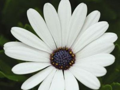 Picture of Osteospermum ecklonis Serenity White