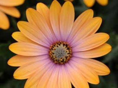 Picture of Osteospermum ecklonis Zion Apricot Pink