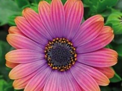 Picture of Osteospermum ecklonis Zion Copper Amethyst