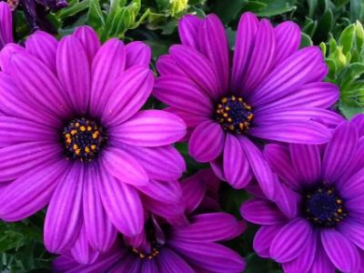 Picture of Osteospermum hybrida Purple