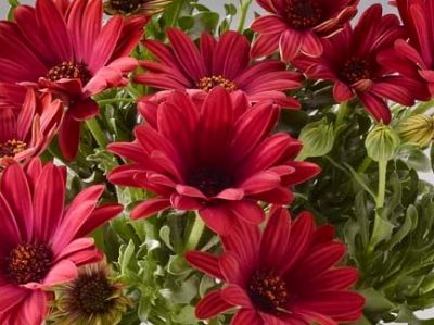 Picture of Osteospermum hybrida Raspberry Dreamz