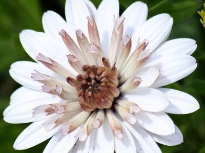 Picture of Osteospermum ecklonis 3D Coral Sands
