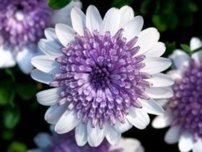 Picture of Osteospermum ecklonis 3D Silver