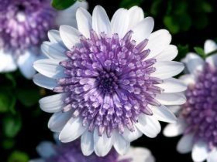 Picture of Osteospermum ecklonis 3D Silver