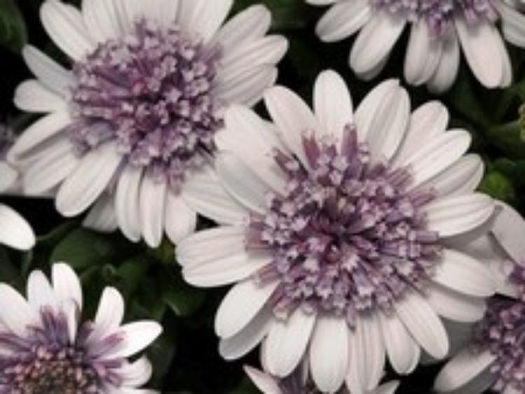 Picture of Osteospermum ecklonis 3D Silver
