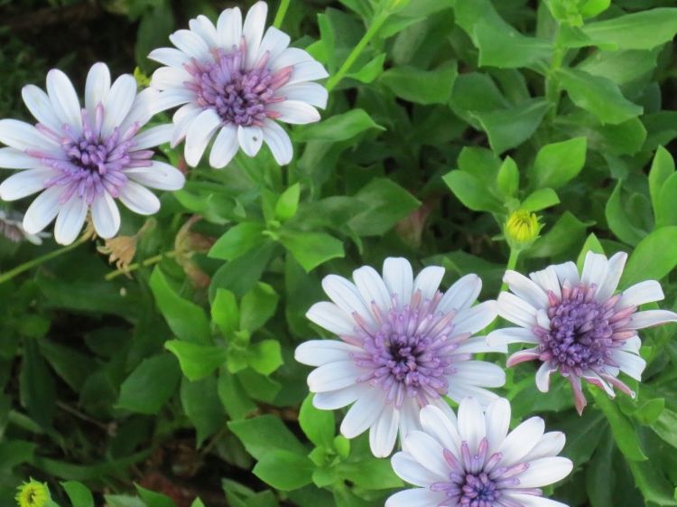 Picture of Osteospermum ecklonis 3D Silver