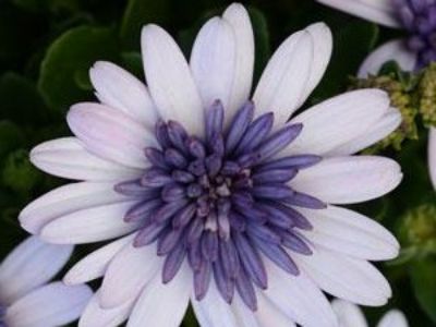 Picture of Osteospermum ecklonis 3D Violet Ice