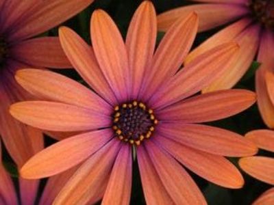 Picture of Osteospermum ecklonis Serenity Bronze