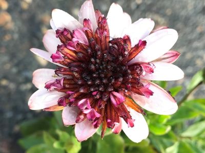 Picture of Osteospermum ecklonis 3D Raspberry