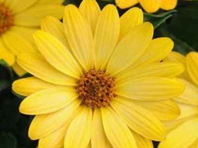 Picture of Osteospermum ecklonis Serenity Deep Yellow