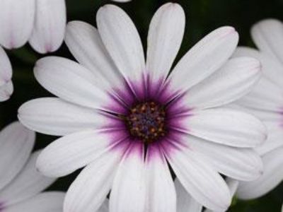 Picture of Osteospermum ecklonis Serenity Lavender Frost