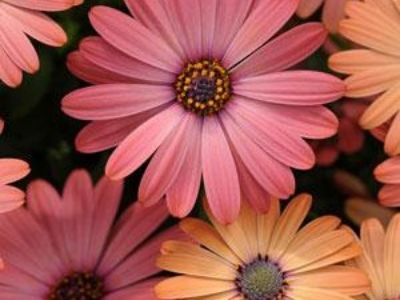 Picture of Osteospermum ecklonis Serenity Rose Magic