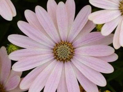 Picture of Osteospermum ecklonis Serenity Spring Day