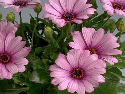 Picture of Osteospermum hybrida Lavender Dreamz