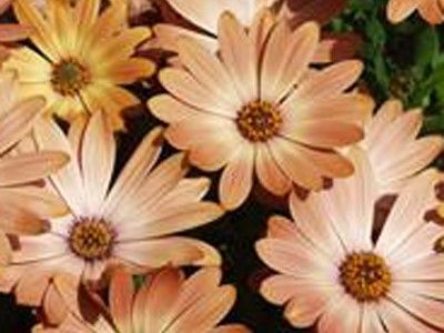 Picture of Osteospermum hybrida Springstar