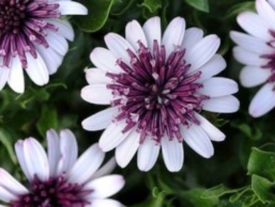 Picture of Osteospermum ecklonis 3D Berry White