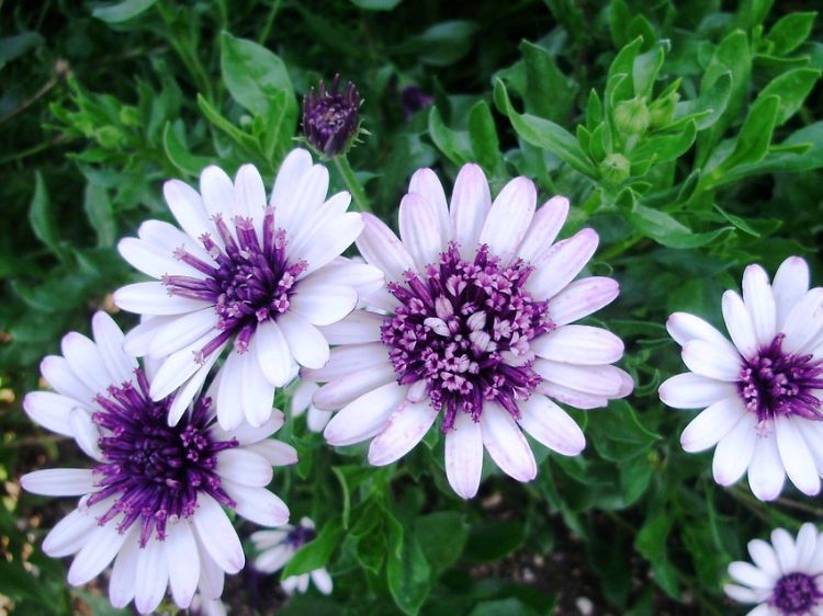 Picture of Osteospermum ecklonis 3D Berry White
