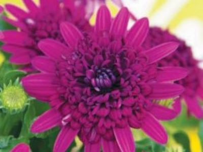 Picture of Osteospermum ecklonis 3D Purple Blue