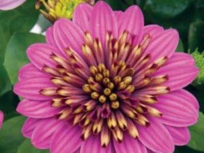 Picture of Osteospermum ecklonis 3D Purple Envy