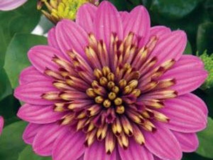 Picture of Osteospermum ecklonis 3D Purple Envy