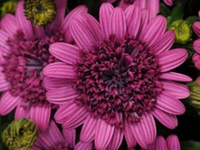 Picture of Osteospermum ecklonis 3D Purple Explosion