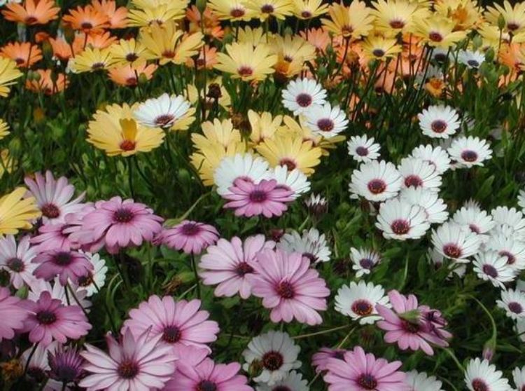 Picture of Osteospermum ecklonis