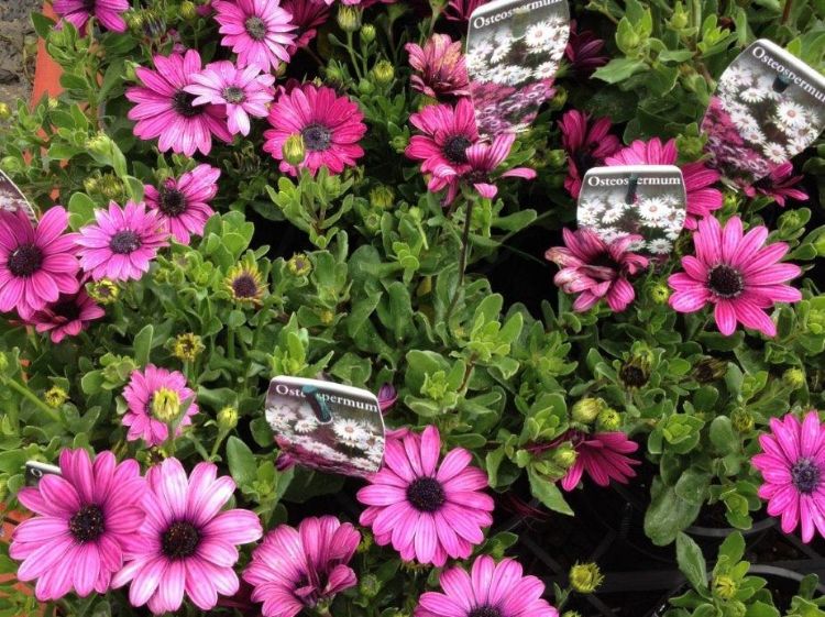 Picture of Osteospermum ecklonis