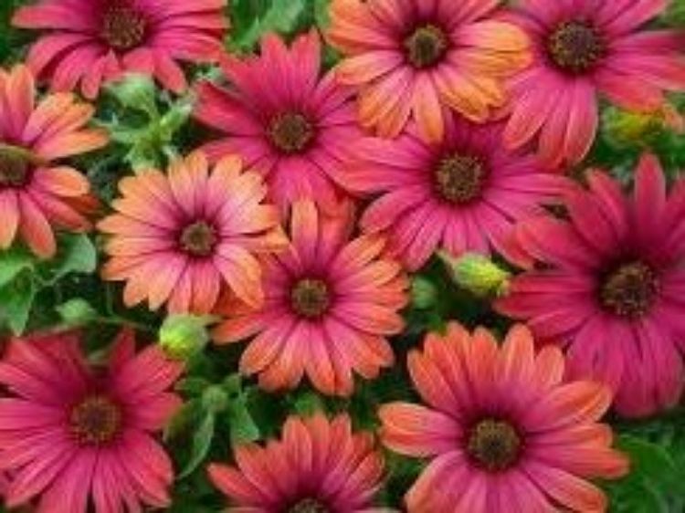 Picture of Osteospermum ecklonis