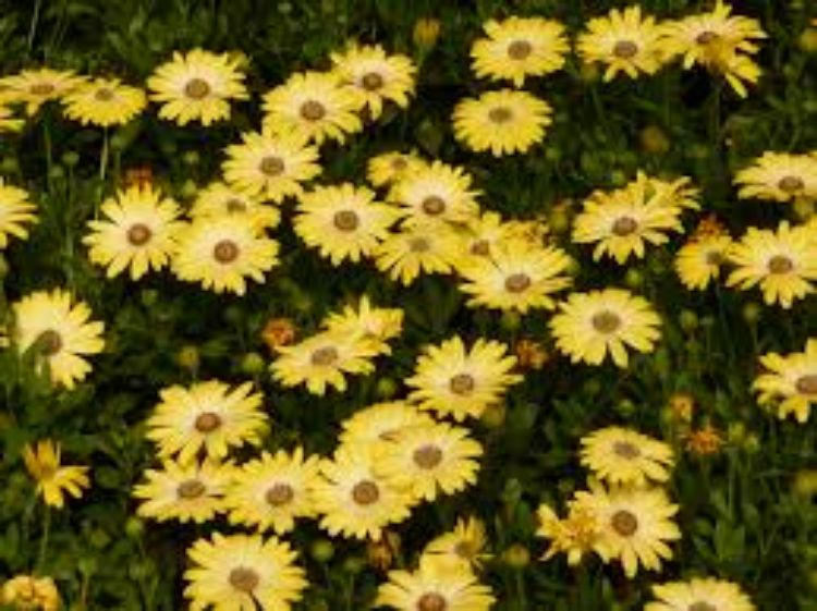 Picture of Osteospermum ecklonis